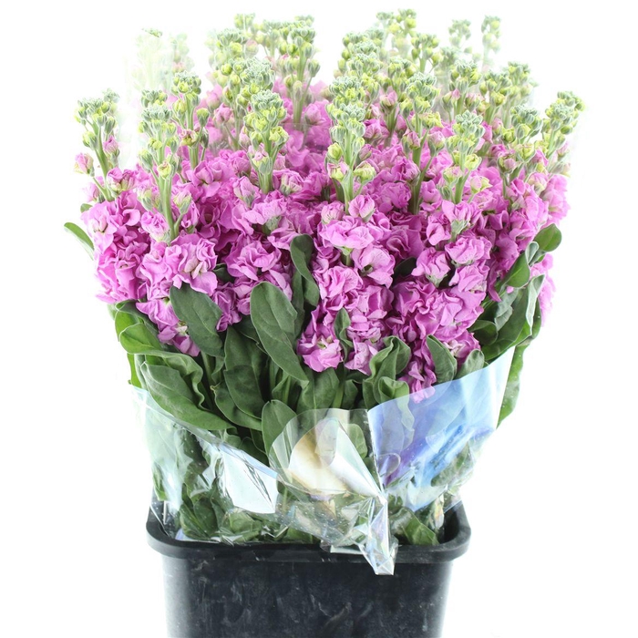 <h4>Matthiola Incana Fairy Pink</h4>