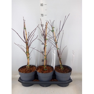 Acer palmatum 'Garnet'