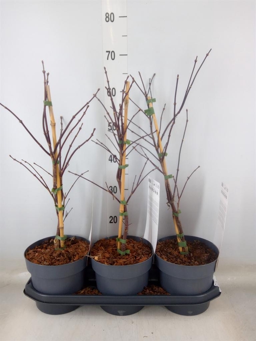 <h4>Acer palmatum 'Garnet'</h4>