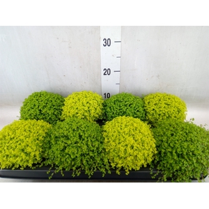 Soleirolia soleirolii   ...mix 2