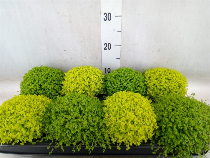 <h4>Soleirolia soleirolii   ...mix 2</h4>