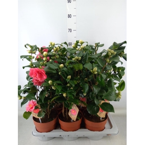 Camellia   ...mix 3