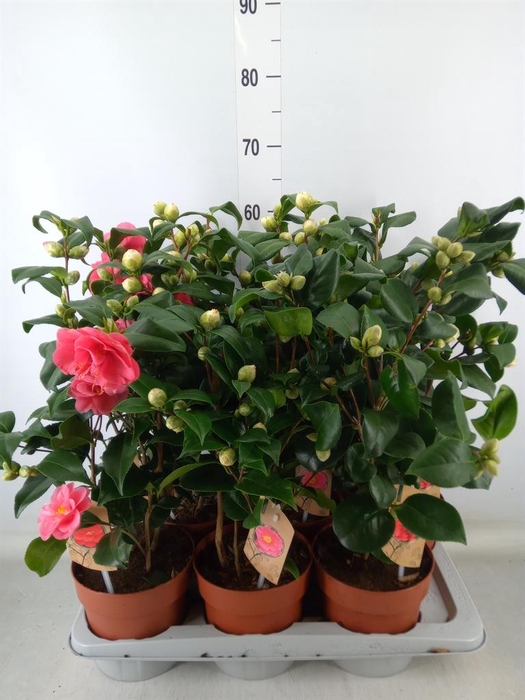 <h4>Camellia ...mix 3</h4>