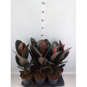 Ficus elastica 'Abidjan'