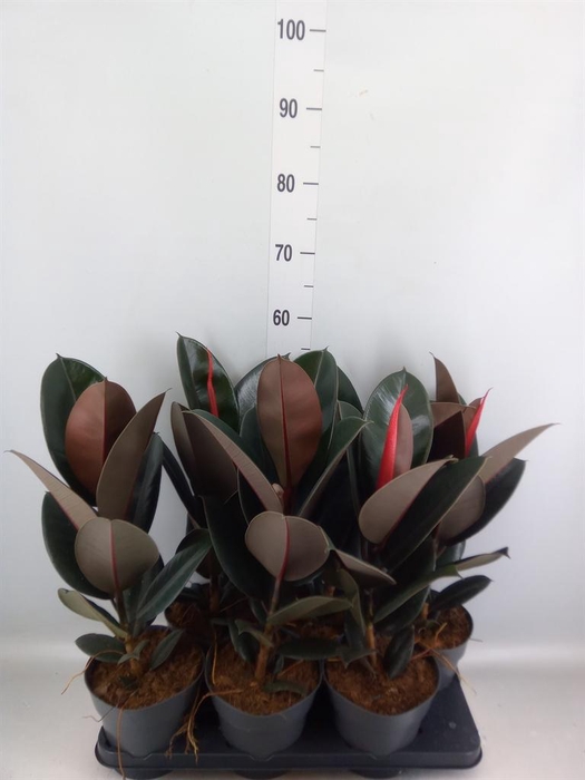<h4>Ficus elastica 'Abidjan'</h4>