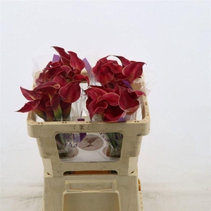 Zantedeschia red charm