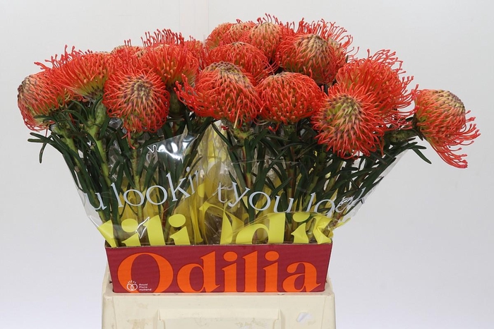 <h4>Nutans Succession</h4>