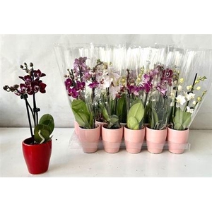 Phal Mini 2 Branches 12+ In Keramiek Pot