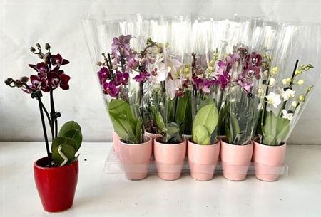 <h4>Phal Mini 2 Branches 12+ In Keramiek Pot</h4>