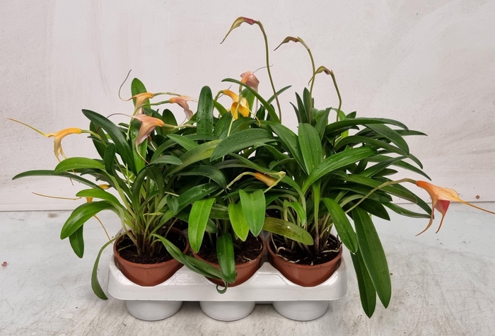 <h4>ORCHIDEEEN OVERIG</h4>