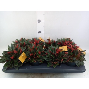 Peperomia caperata 'Rosso'