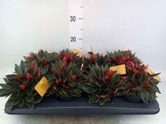 <h4>Peperomia caperata 'Rosso'</h4>