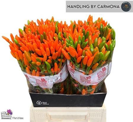 <h4>Cap Orange Fire 50cm</h4>