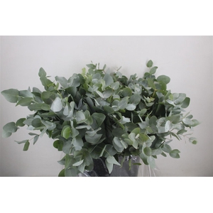 Euca Cinerea Short 300gr P Bunch