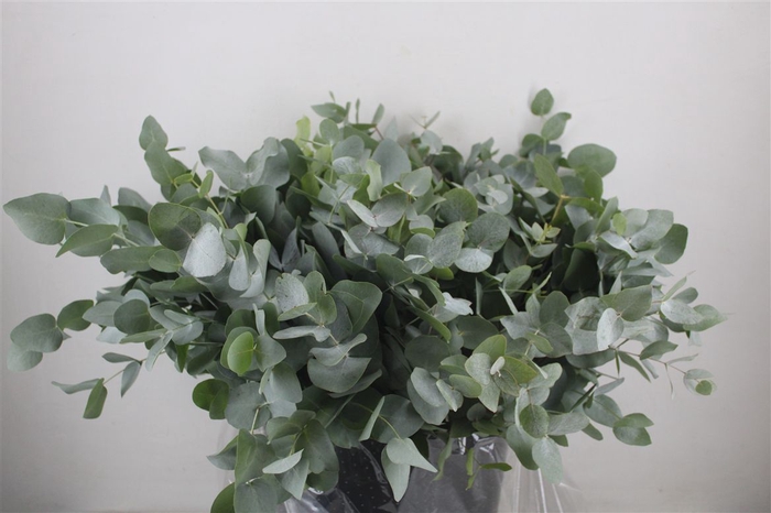 <h4>Euca Cinerea Short 300gr P Bunch</h4>