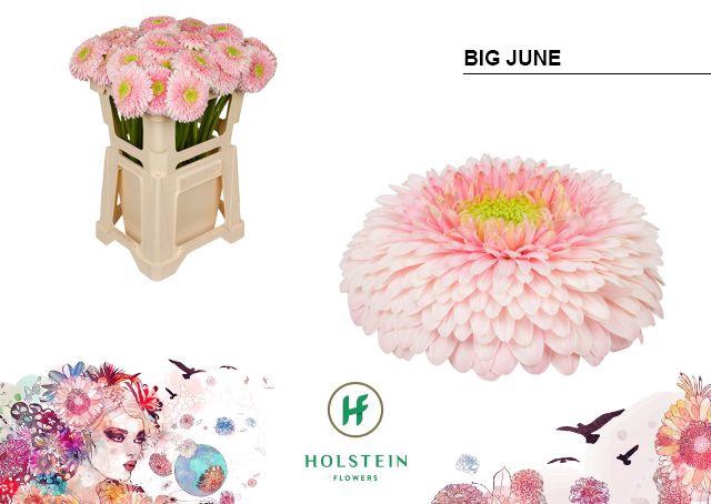 <h4>GE GB GERP BIG JU-NE</h4>