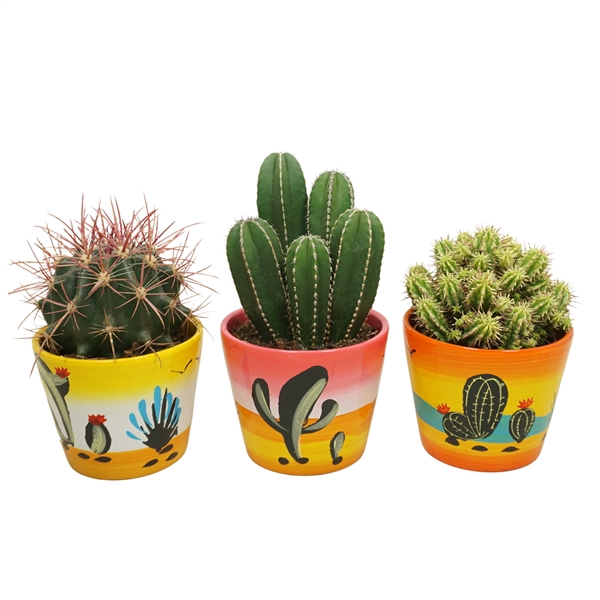 <h4>Cactus mix in 12 cm 'Decorpot'</h4>