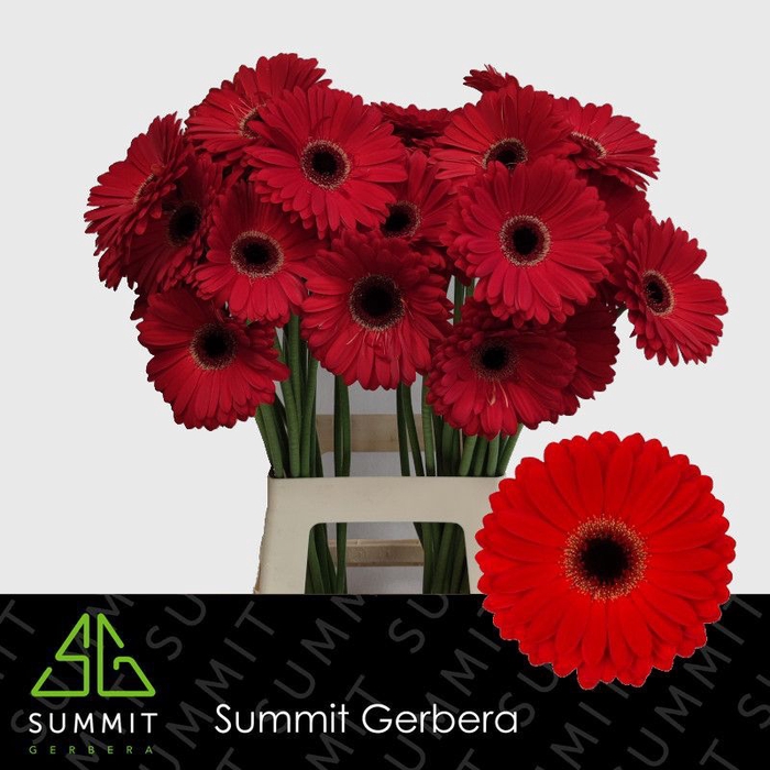 Gerbera Centurion Water