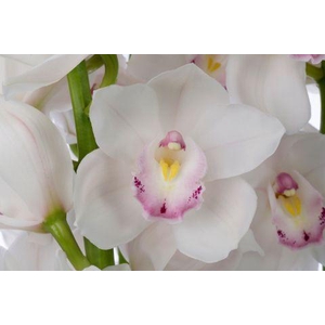 KILIMANJARO 80cm x 6