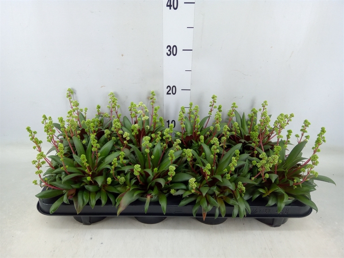 <h4>Crassula rosularis</h4>