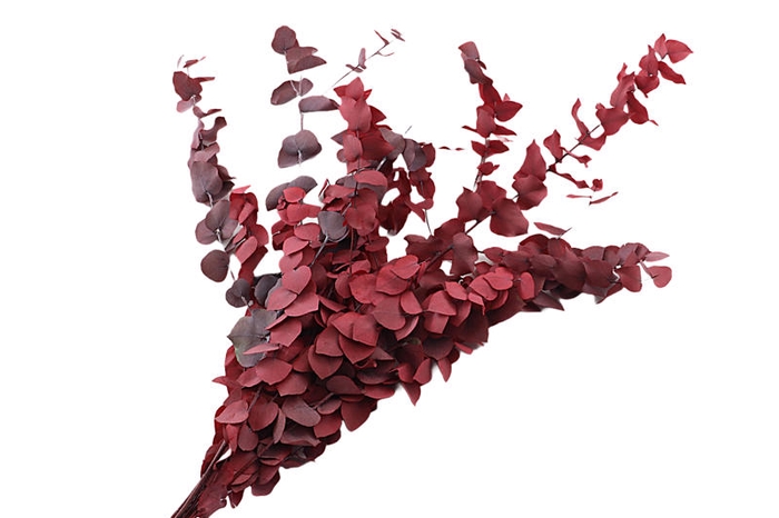 <h4>Eucalyptus Preserved Red Stuartiana</h4>