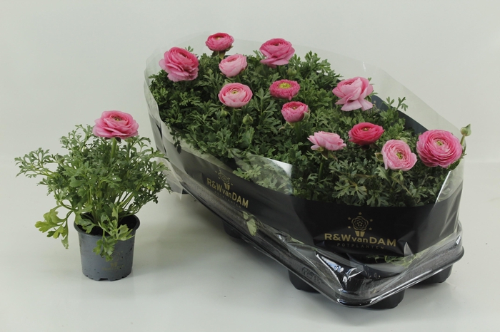 <h4>RANUN SPRINK PINK</h4>