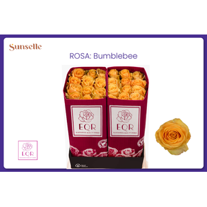 R GR BUMBLEBEE