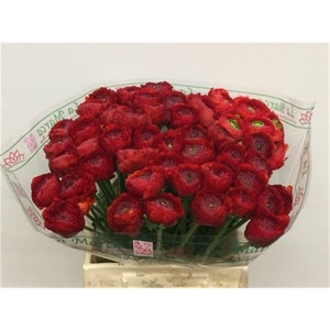 Ran Su Sr 311 Red Extra