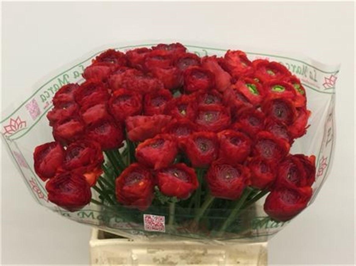 <h4>Ran Su Sr 311 Red Extra</h4>