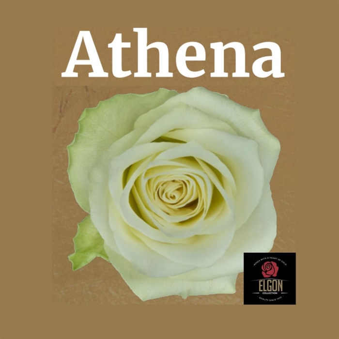 R Gr Athena