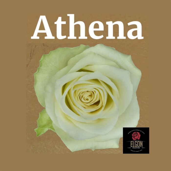 <h4>R Gr Athena</h4>