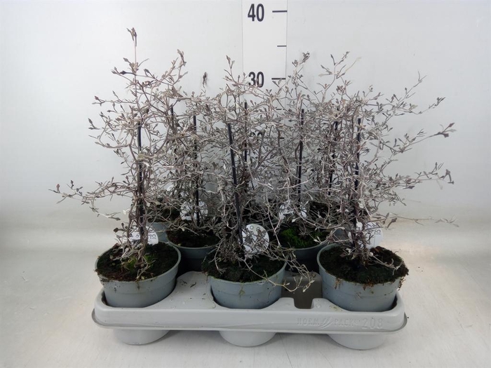 <h4>Corokia cotoneaster</h4>