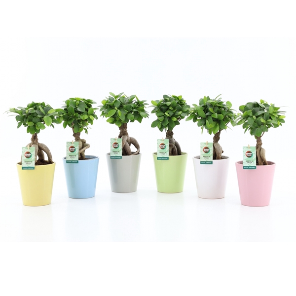 <h4>Ficus micr. Ginseng in Pastel keramiek</h4>