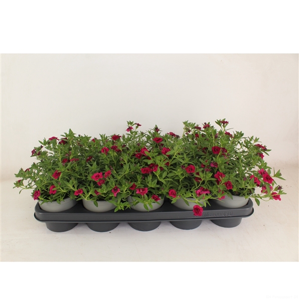 <h4>Calibrachoa Doubble Magenta</h4>