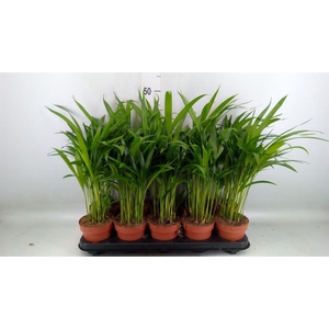 Dypsis lutescens   ...Chrysalidoca