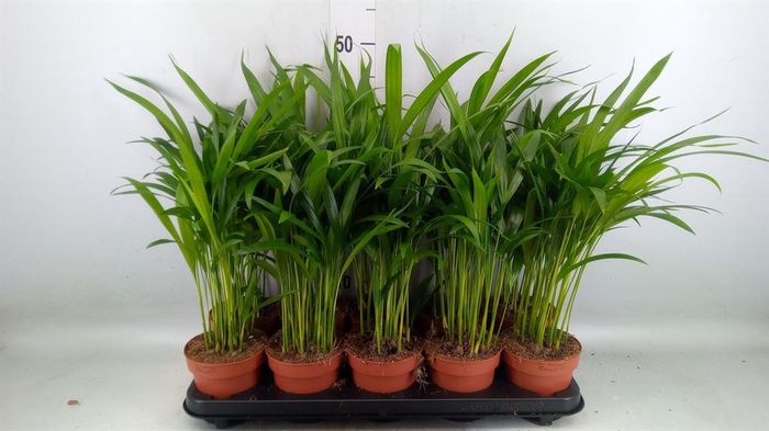 Dypsis lutescens   ...Chrysalidoca