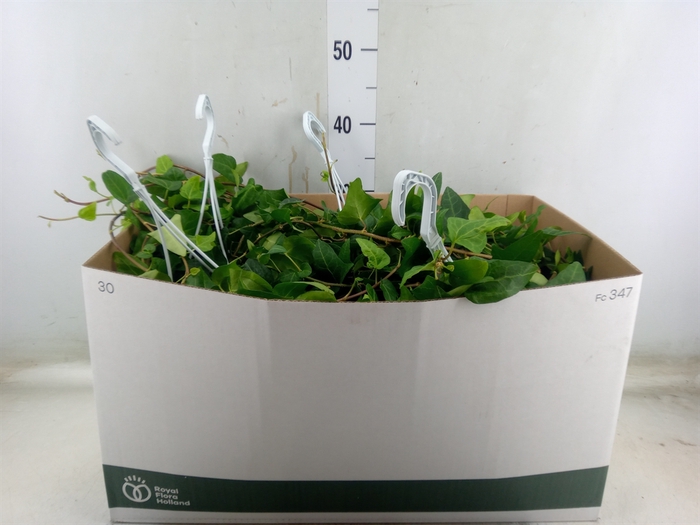 <h4>Hedera helix 'Mein Herz'</h4>