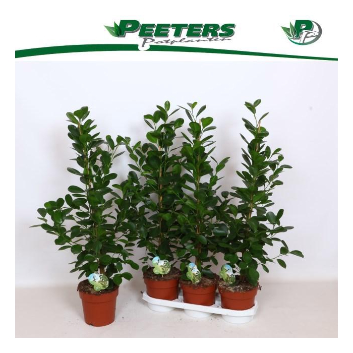 <h4>FIC MI MOCLAME</h4>