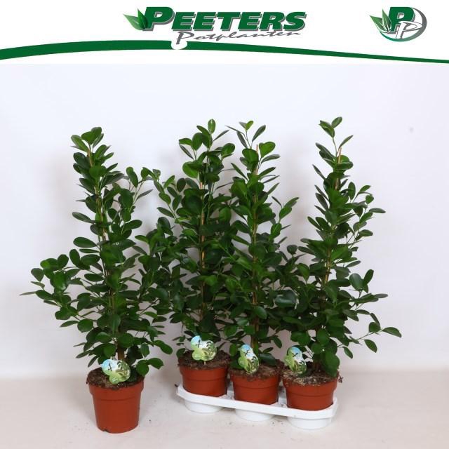 <h4>Fic Mi Moclame</h4>