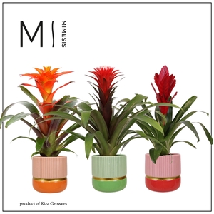 Mimesis Bromelia Royal Happy - 12 cm in Jamaica