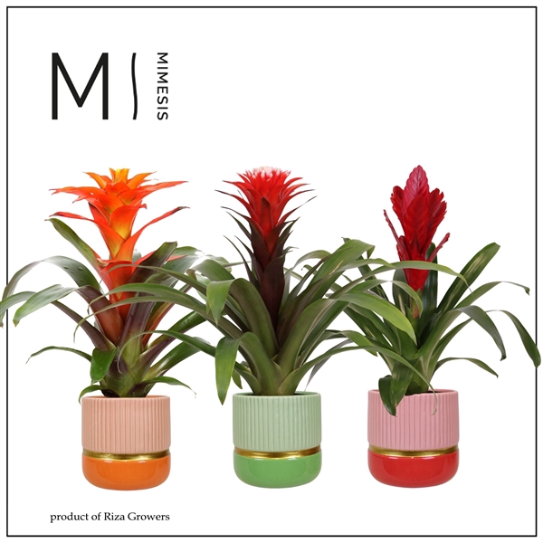 <h4>Mimesis Bromelia Royal Happy - 12 cm in Jamaica</h4>