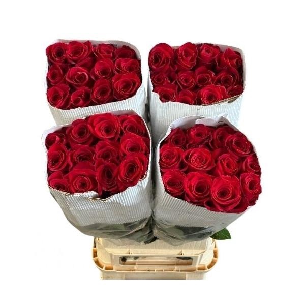 <h4>R Gr Freedom L100</h4>