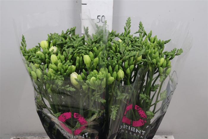 <h4>Fr En Corvette</h4>