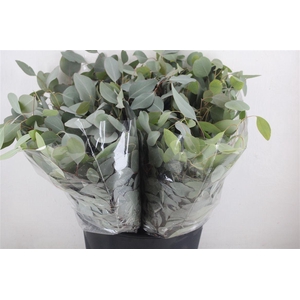 Euca Populus Short 150gr P Bunch