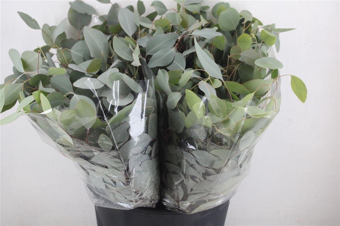 <h4>Euca Populus Short 150gr P Bunch</h4>