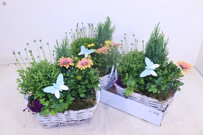 <h4>ARR TUINPLANTEN</h4>