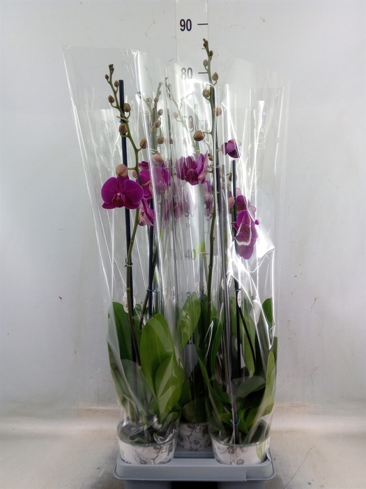 <h4>Phalaenopsis  'Ant Bloemfontein'</h4>