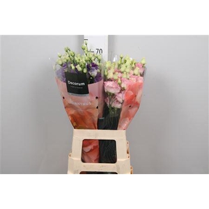 Eus G Alissa Gemengd