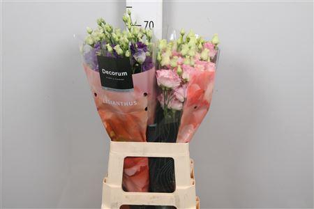 <h4>Eus G Alissa Gemengd</h4>