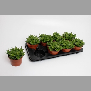 ALOE OV